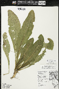 Dipsacus fullonum image