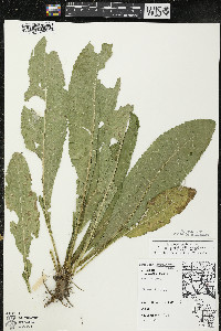 Dipsacus fullonum image