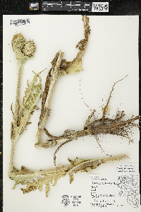 Dipsacus laciniatus image