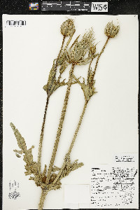 Dipsacus laciniatus image