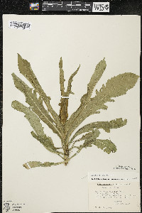 Dipsacus laciniatus image