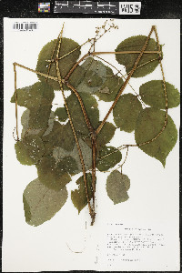 Aralia racemosa image