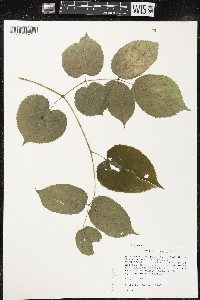 Aralia racemosa image