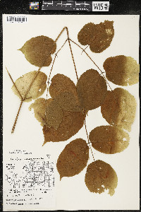 Aralia racemosa image