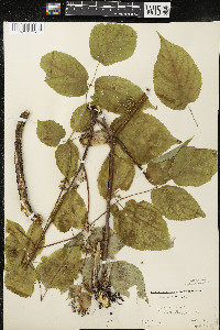 Aralia racemosa image