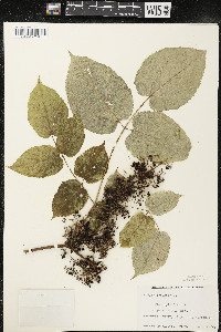 Aralia racemosa image