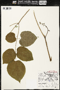 Aralia racemosa image