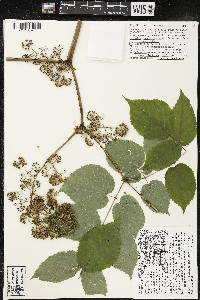 Aralia racemosa image