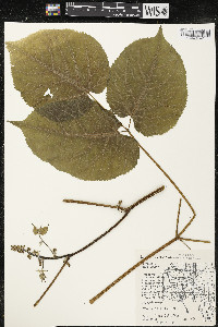 Aralia racemosa image