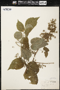 Aralia racemosa image