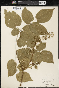 Aralia racemosa image