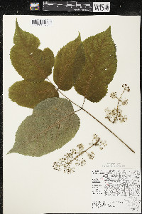 Aralia racemosa image