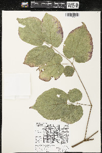 Aralia racemosa image