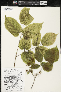 Aralia racemosa image