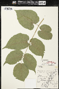 Aralia racemosa image