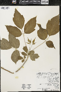 Acer negundo var. violaceum image
