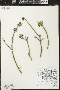 Acer negundo var. negundo image
