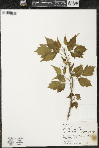Acer negundo var. negundo image