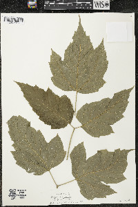 Acer negundo var. negundo image