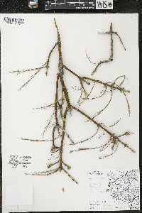 Acer negundo var. negundo image