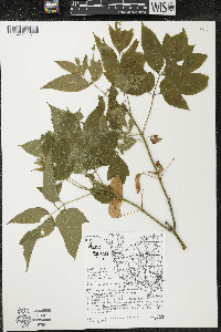 Acer negundo var. negundo image