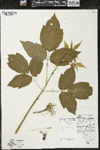 Acer negundo var. negundo image