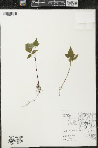 Acer negundo var. negundo image