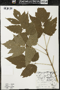 Acer negundo var. negundo image