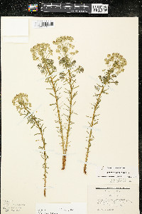 Euphorbia cyparissias image