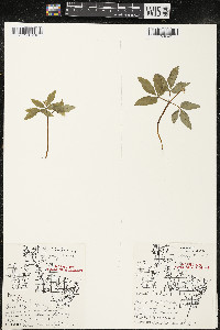 Panax trifolius image