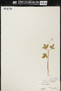 Panax trifolius image