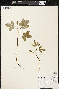 Panax trifolius image