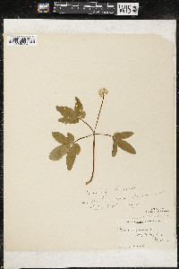 Panax trifolius image