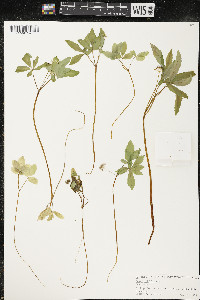 Panax trifolius image