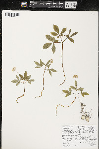 Panax trifolius image