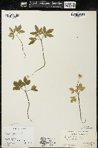 Panax trifolius image