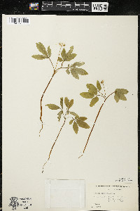 Panax trifolius image