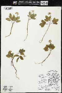 Panax trifolius image