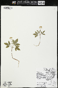 Panax trifolius image