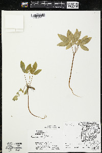 Panax trifolius image