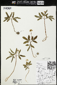 Panax trifolius image