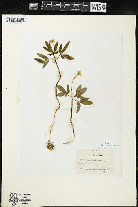 Panax trifolius image