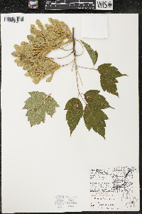 Acer negundo var. violaceum image