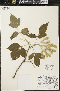 Acer negundo var. violaceum image