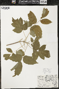 Acer negundo var. violaceum image