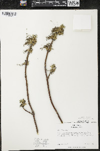 Acer negundo var. violaceum image