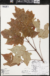 Acer nigrum image