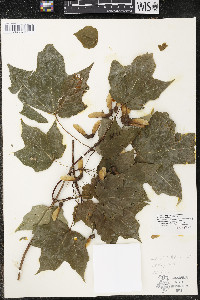 Acer nigrum image