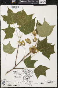 Acer nigrum image