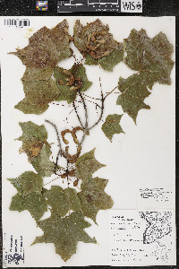 Acer nigrum image